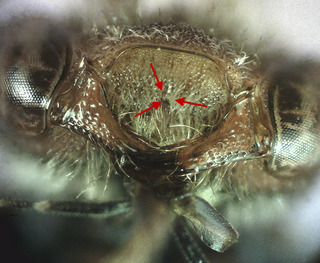 Nomada denticulata, Female 155935, clypeus nub