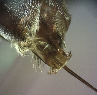 Nomada denticulata, Female 155935, sting apparatus