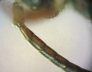Nomada denticulata, Female 155936, antenna seg 1-3