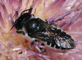 Megachile montivaga