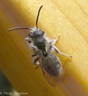 Andrena frigida