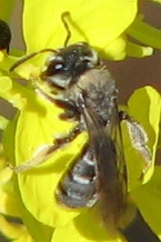 Andrena piperi