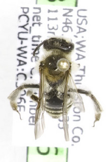 Andrena angustitarsata, BArcode of Life Datat Systems