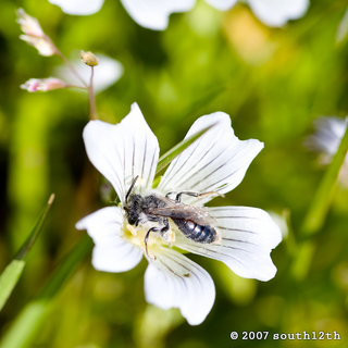 Andrena pulverea, South12th Photography
