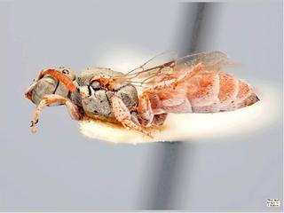 Neolarra pruinosa, female PaDIL