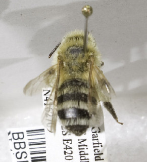Andrena colletina, Barcode of Life Data Systems