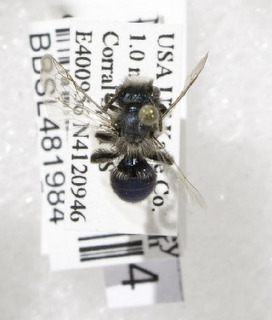 Andrena nigripes, Barcode of Life Data Systems