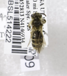 Andrena scurra, Barcode of Life Data Systems