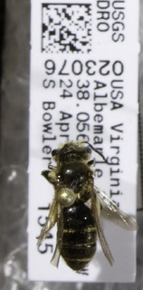 Andrena violae, Barcode of Life Data Systems