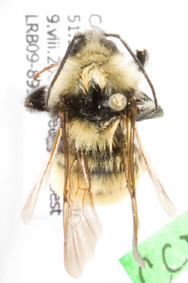 Bombus appositus, Barcode of Life Data Systems