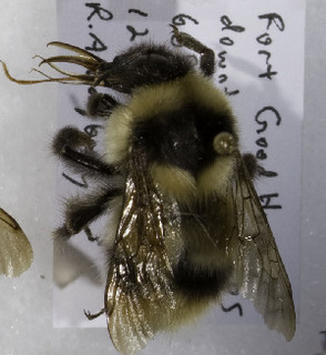 Bombus balteatus, Barcode of Life Data Systems