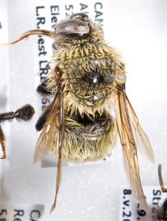 Bombus nevadensis, Barcode of Life Data Systems