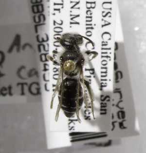 Andrena candida, Barcode of Life Data Systems