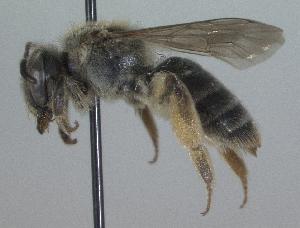 Andrena kalmiae, Barcode of Life Data Systems