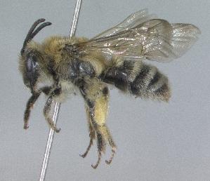 Andrena mentzeliae, Barcode of Life Data Systems