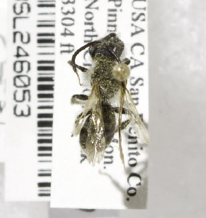 Andrena pallidifovea, Barcode of Life Data Systems