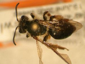 Andrena thaspii, Barcode of Life Data Systems