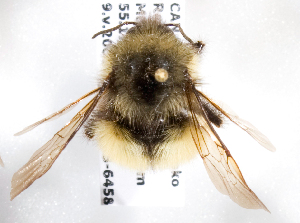 Bombus sitkensis, Barcode of Life Data Systems