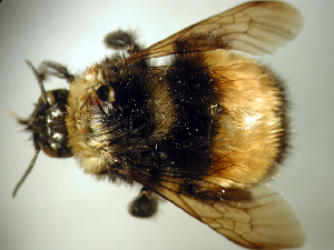 Bombus terricola, Barcode of Life Data Systems