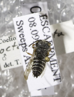 Coelioxys octodentatus, Barcode of Life Datat Systems