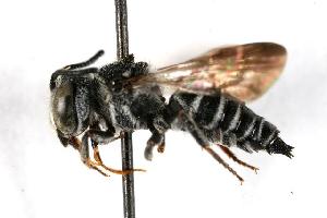 Coelioxys modestus, Barcode of Life Data Systems
