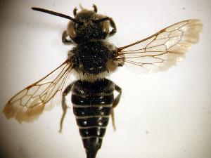 Coelioxys rufitarsis, Barcode of Life Data Systems