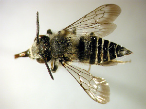 Coelioxys sodalis, Barcode of Life Data Systems