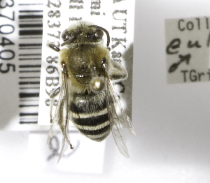 Colletes eulophi, Barcode of Life Data Systems