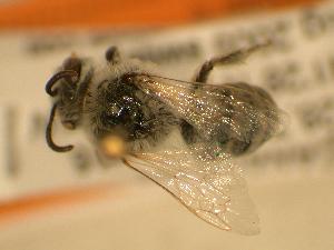 Colletes susannae, Barcode of Life Datat Systems