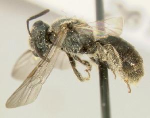 Lasioglossum obscurum, Barcode of Life Data Systems