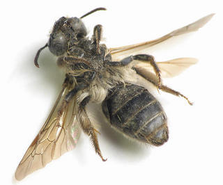Andrena erythronii, Beatriz Moisset1