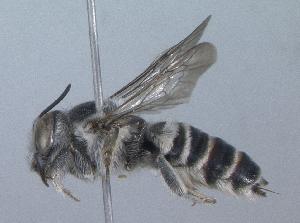Megachile townsendiana, Barcode of Life Data Systems