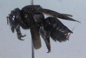 Megachile xylocopoides, Barcode of Life Data Systems