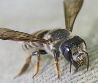Megachile policaris, Marvin Smith