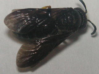 Pseudopanurgus aethiops, Adalbert Goertzwing