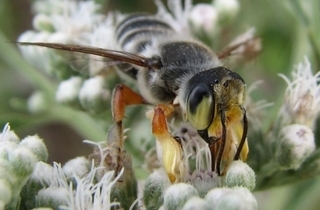 Megachile policaris, Edward Trammelmale