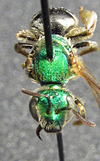 Agapostemon virescens, female, face