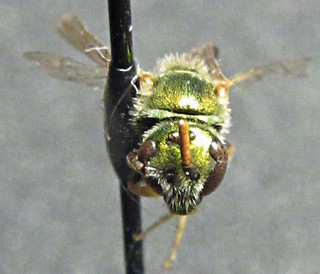 Augochlorella persimilis, male, face