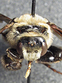 Dieunomia heteropoda, male, upper face