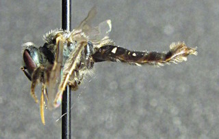 Perdita gerardiae, female, side