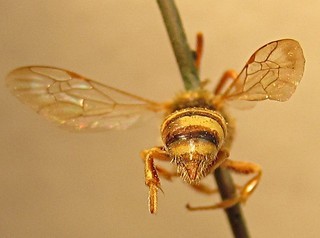 Nomada laramiensis, male, back