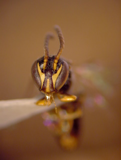 Hylaeus graenicheri, male face 3