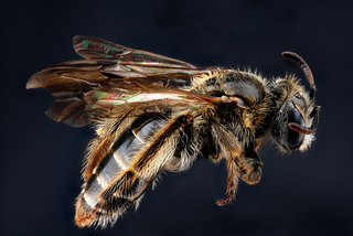 Andrena fragilis, -female, -side 2012-06-11-15.47.20