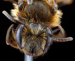 Andrena nigrihirta, -female, -face