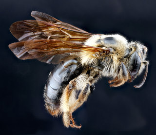 Andrena perplexa, side 2012-06-11-15.53.09