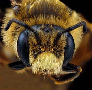 Andrena rudbeckiae, -male, -face 2012-06-12-14.22.37