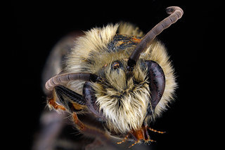 Colletes brimleyi, male, face 2 clean