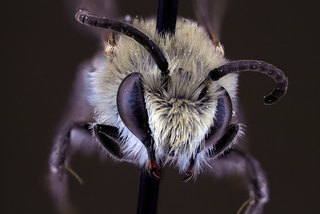 Colletes speculiferus, male, face clean