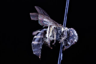 Colletes thysanellae, female, side clean