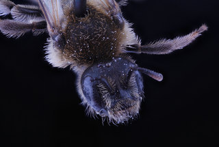 Dufourea marginata, female, face clean